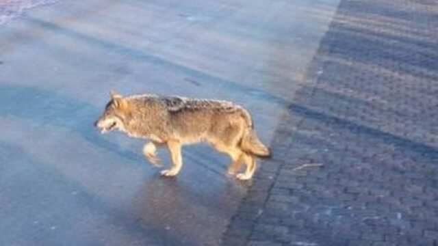 Wolf na lange tijd weer gezien in Friesland, wolvencongres in Brussel