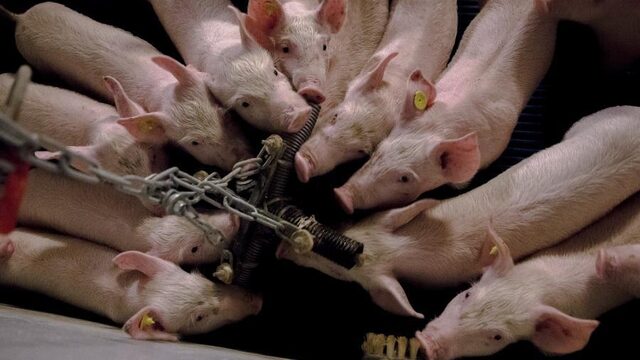Podcast De Dag: is het écht zo moeilijk om varkens een beter leven te geven?