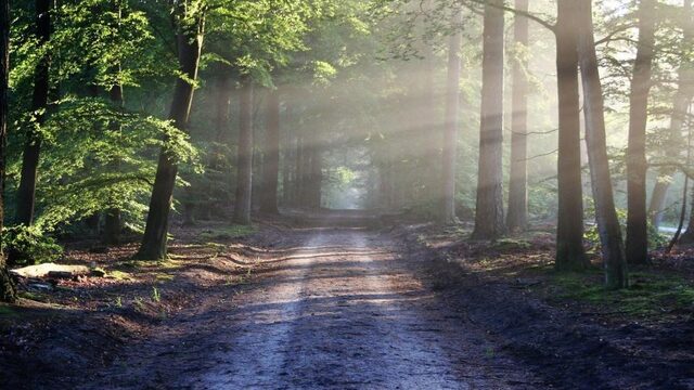'Terwijl aarde zucht onder klimaatverandering kappen wij bomen en verbreden we snelwegen'