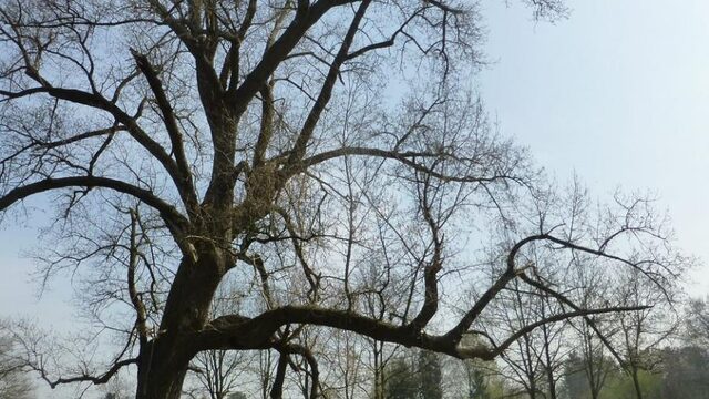 Onze laatste wilde bomen dreigen te verdwijnen en hierom is dat erg