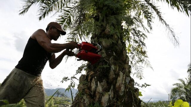 'Met een paar cent extra is het regenwoud te redden'