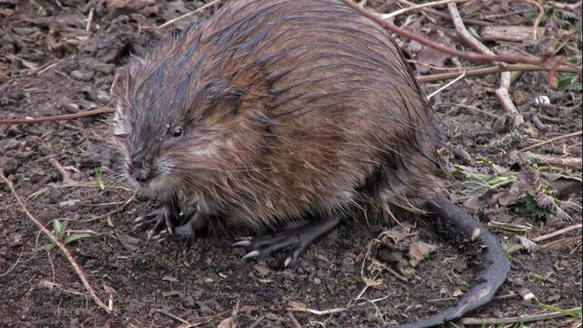 Voor de muskusrat is het einde in zicht