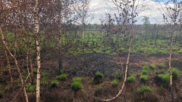 Hoe de natuur in de Deurnese Peel zich snel herstelt