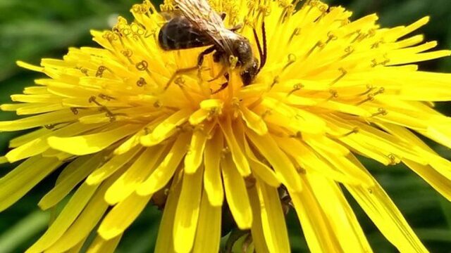 2,5 miljoen euro beschikbaar voor onderzoek naar biodiversiteit