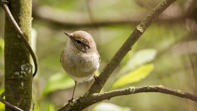 Deze vogels zijn een onomatopee