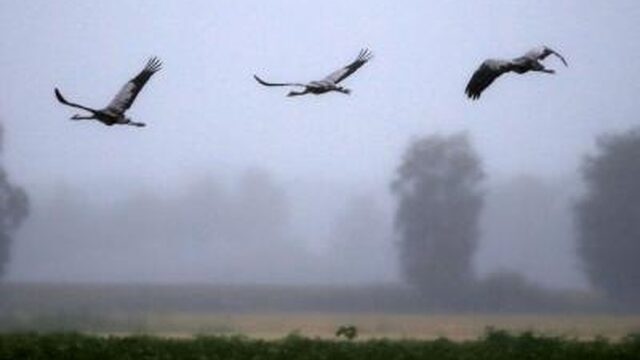 ‘Oh Oh Cherso’ voor vogels vanaf dit weekend te volgen