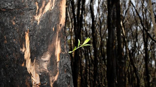 Bossen in Australië zijn verbrand maar leven nog wel