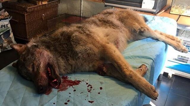 Wolf aangereden op de A28