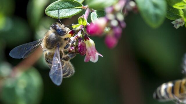Onderzoek: veel minder insecten in regenwoud door klimaatverandering