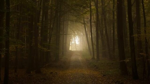 De herfstdip of winterdepressie: wat zegt de wetenschap?