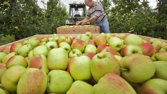 Late vorst veroorzaakt laagste appeloogst in 10 jaar