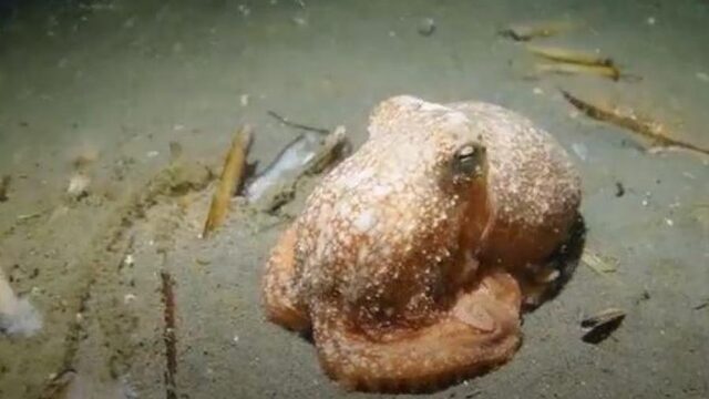 Nooit eerder werd deze octopus hier gefilmd