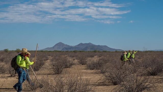 De adelaars van de woestijn