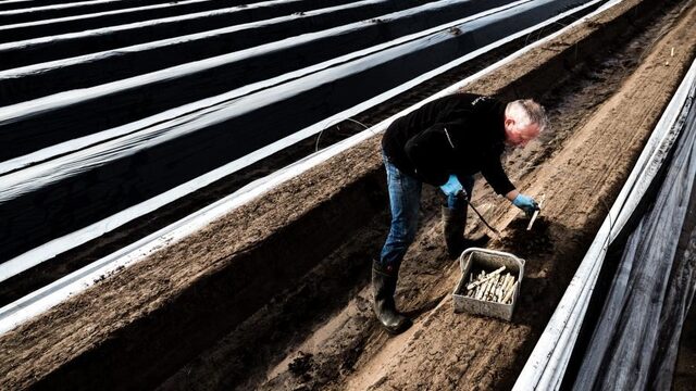 Asperges massaal de grond uit, dit jaar geen 'wit goud'