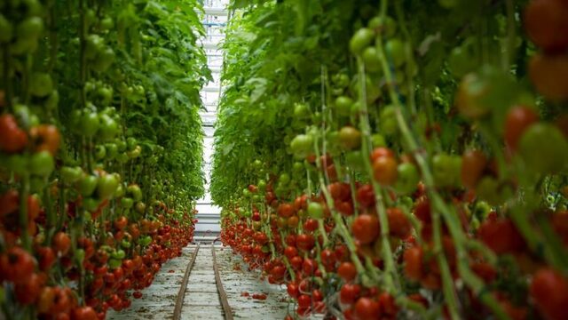 Er is geen reden tot paniek: we kunnen de wereld prima voeden