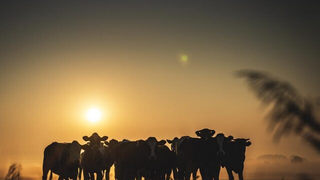 Beetje zeewier laat koeien 82% minder methaan uitboeren