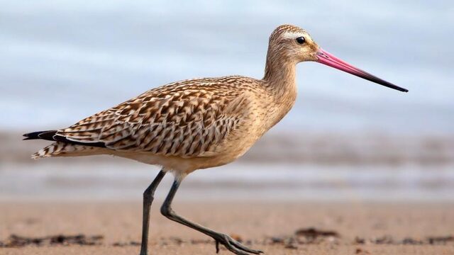 Waddenzee is onmisbaar voor rosse grutto in het nauw