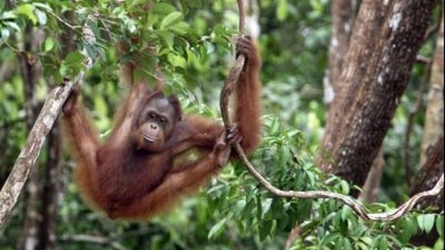 Orang-oetan op Borneo verdwijnt sneller dan gedacht