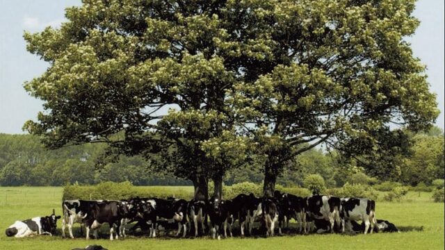 Actie ‘Bomen voor Koeien’ slaat aan