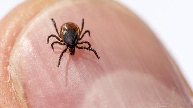 Toename aantal patiënten Lyme: hoe te handelen bij een tekenbeet