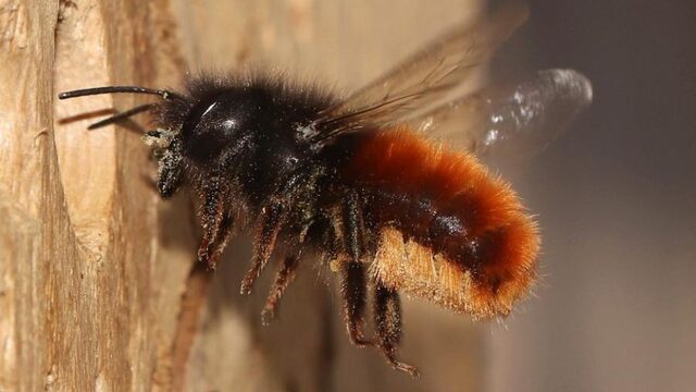 Zonder insecten, geen fruit: het belang van de metselbij