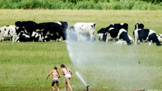 Feit of Fictie: 'Kinderen die opgroeien op een boerderij zijn het allergezondst'
