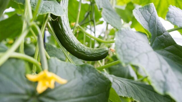 Nederland wil afwijkend groente en fruit: supermarkten zijn aan zet