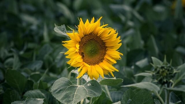 Vijf jaar na MH17: Hoe de oorlog Oud Ade binnenkwam