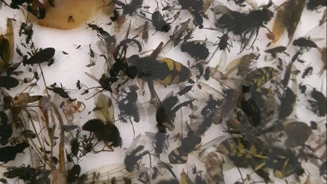 Deze nieuwe insectensoorten kun je vinden in Nederland