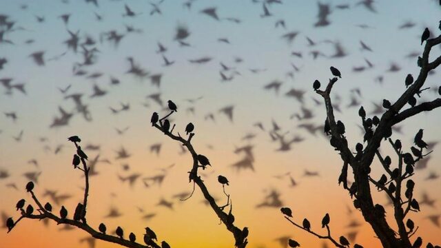 De wereld telt 50 miljard vogels - vooral zeldzame
