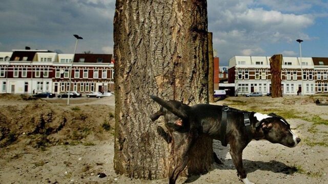 Hondenbelasting: waarom je dit in de ene gemeente wel betaalt en in de andere niet