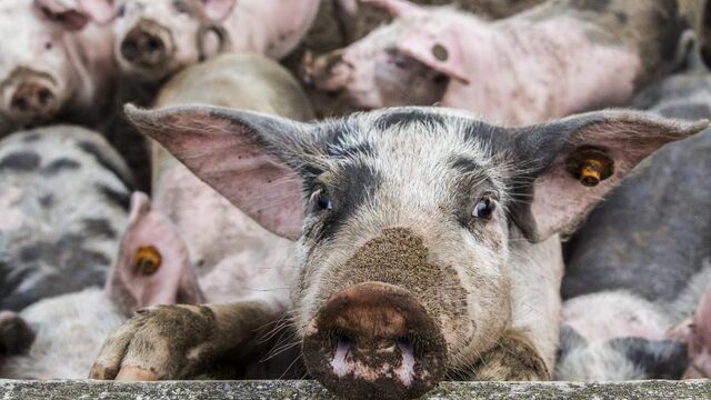 'In Nederland wordt krankzinnig groot aantal dieren geslacht'