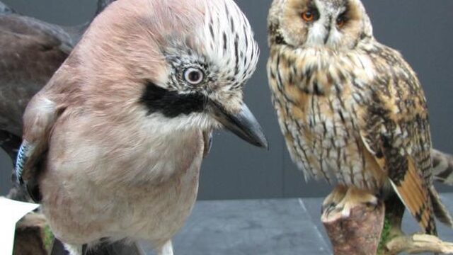 Nederlands Kampioenschap dieren opzetten