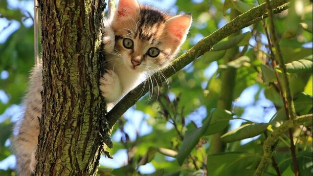 Kunnen we katten nog wel buiten laten loslopen?