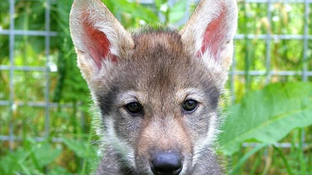 Dit kleine wolfje haalt graag even een bal voor je op