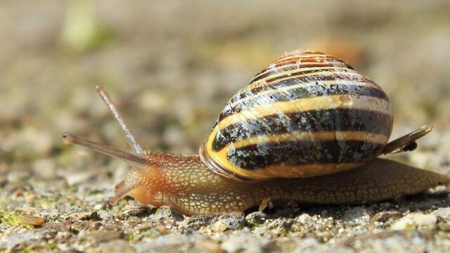 Waarom hebben sommige slakken een huisje? | NPO Radio 1