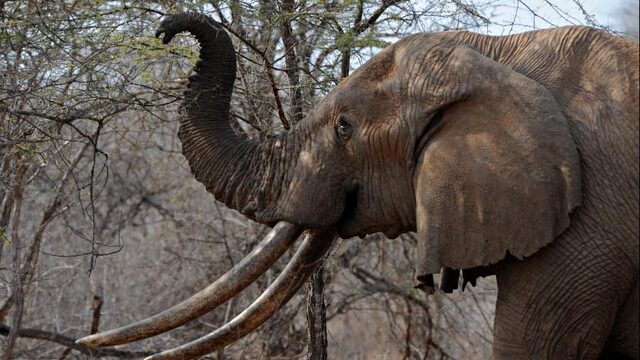 Feit of Fictie: 'De witte neushoorn werd van uitsterven behoed door een veiling'