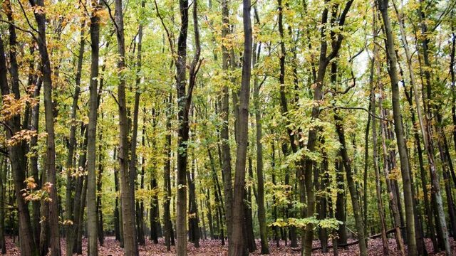 Had Nederland vroeger veel minder bos dan nu?