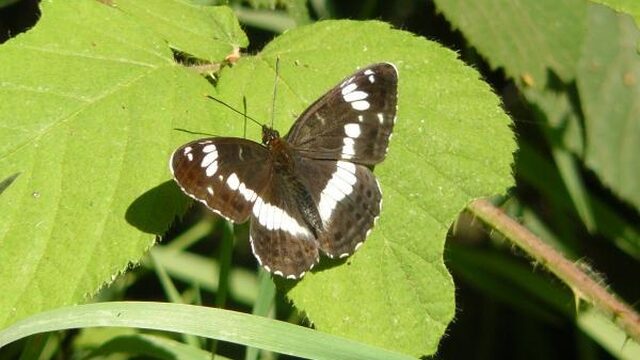 Vluchtelingen helpen vlinders in natuur
