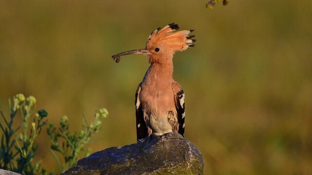 Dit zijn de grootste stinkerds in Nederlandse natuur