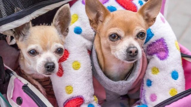 Miniatuurhondjes: leuk speelgoed voor jou, levenslang lijden voor de hond