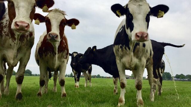 'Agrarisch boegbeeld? We zijn dol op Yvon Jaspers'