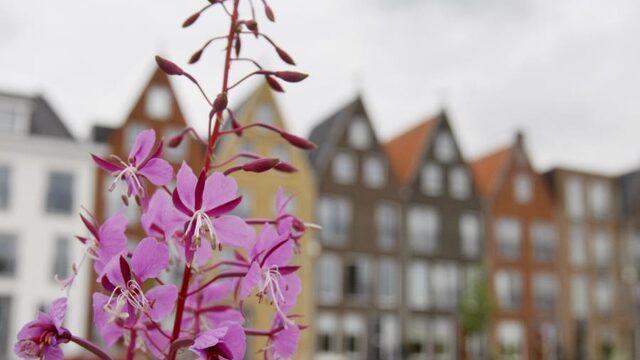 Bevolkingsgroei zet door, Nederlanders leven steeds vaker alleen