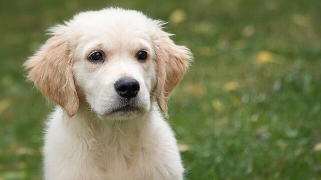 Schattig al die corona-puppy's, maar er is een keerzijde