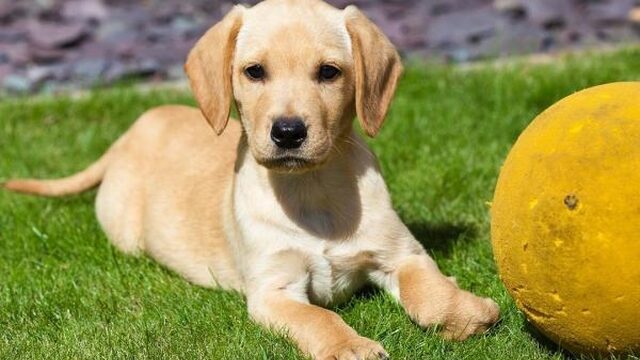 Waar komt deze pup vandaan? We weten het nog altijd niet