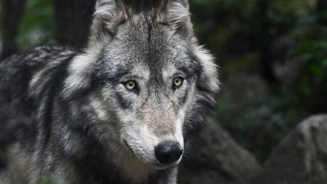 Friesland wil geen wolf