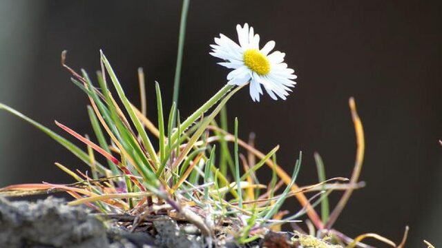 Miljoenen soorten op dat hele kleine stukje aarde