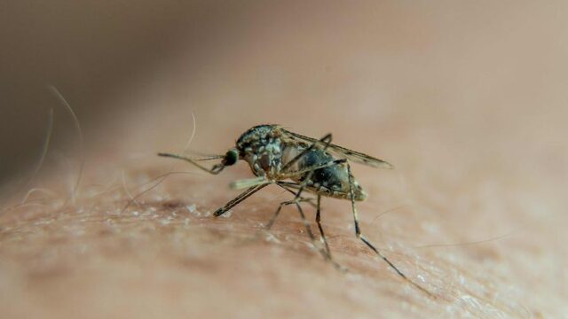 'Grote uitbraak westnijlvirus in Zuid-Europa'