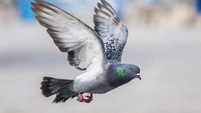 Voortekenen van de lente in januari: een broedende stadsduif