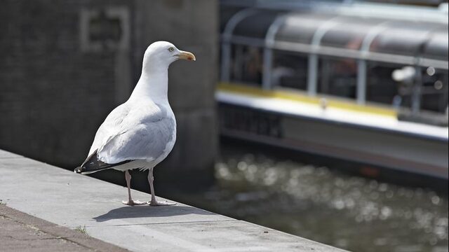 'Dieren die snacken in de stad hebben het moeilijk'